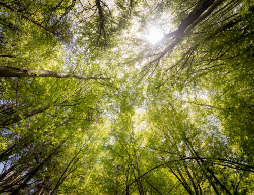 Solicitação de Intervenção – Crime Ambiental – Concelho da Golegã